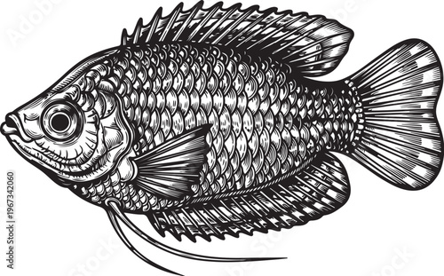 Detailed illustration of an oscar fish in a side profile view sketch vector illustration
