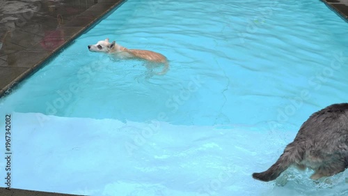 White dogs swimming in a blue pool while a husky watches, adorable pet moments, playing outdoors with dogs, summer lifestyle footage.