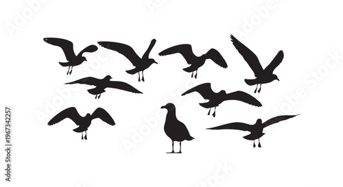 A group of seagulls flying and standing together in a flock isolated on transparent background
