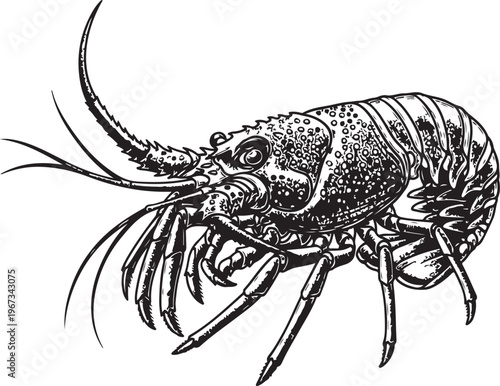Detailed illustration of an ancient-looking crayfish or lobster creature sketch vector illustration