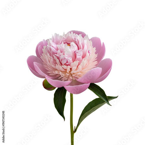 Elegant pink peony flower in full bloom against a white backdrop.