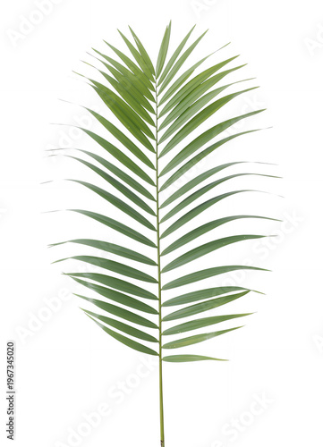 Single green palm leaf on white background tropical plant