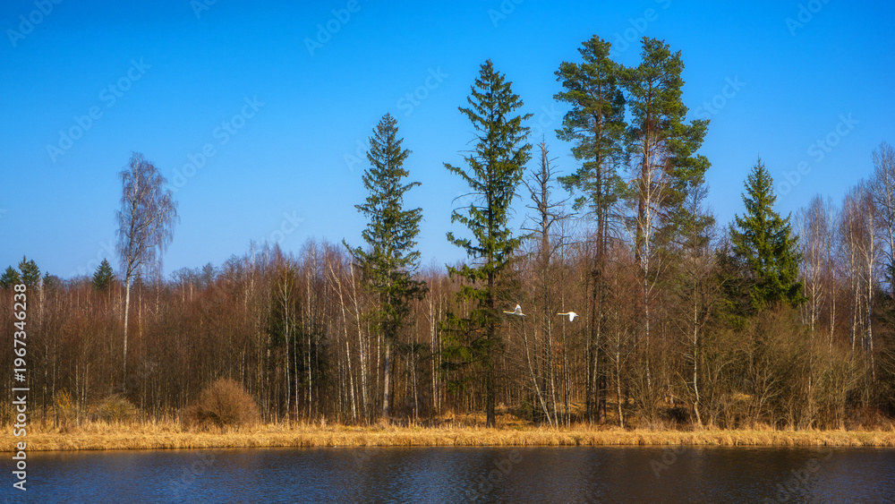 Fototapeta premium Zbiornik wodny Wyżary, Puszcza Knyszyńska, Podlasie, Polska
