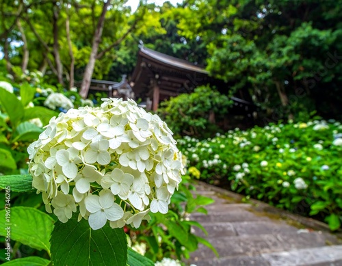 A vibrant white hydrangea in focus, pathway with stone steps leading to a traditional structure nestled amongst trees