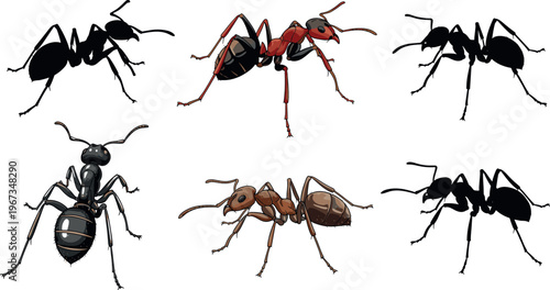 Ant Illustration Set with Detailed Insect Anatomy Various Species Black and Red Ants Collection Realistic and Hand Drawn Vector for Biology and Nature Design.