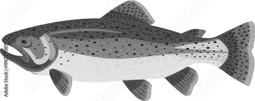 Halftone illustration  A large gray fish with black spots and white belly swimming on transparent background