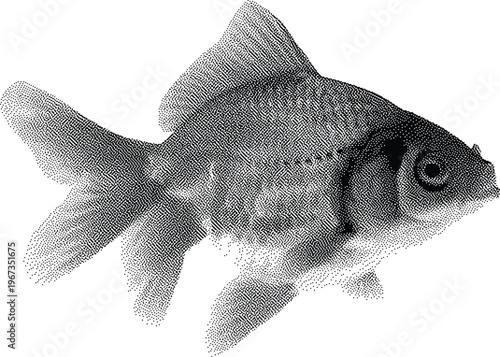 Halftone illustration  Stylized  goldfish with stippling technique on white background