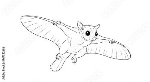 Detailed black and white line art sketch of a sugar glider marsupial animal gliding through the air with its membranes extended.