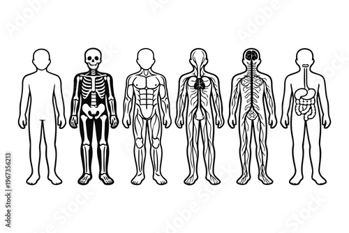 Illustrations of human body layers from skin to internal organs Vector