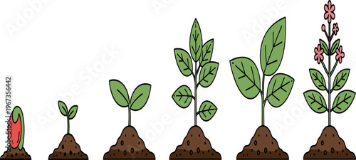 Plant Growth Lifecycle Illustration with Seed Germination Sprout Leaves and Flower Development Stages Botanical Diagram for Agriculture Education and Nature Vector Design.