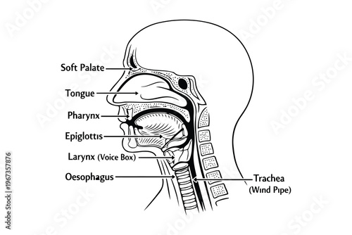 Anatomical diagram of the human throat and upper respiratory system components Vector