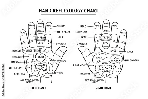 Detailed hand reflexology chart showing corresponding body parts for left and right hands Vector