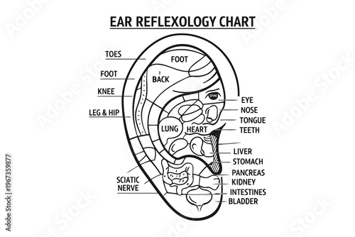 Anatomy of ear reflexology zones and corresponding body parts for holistic therapy Vector