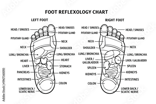 Foot reflexology chart showing body parts linked to foot zones for therapeutic massage Vector