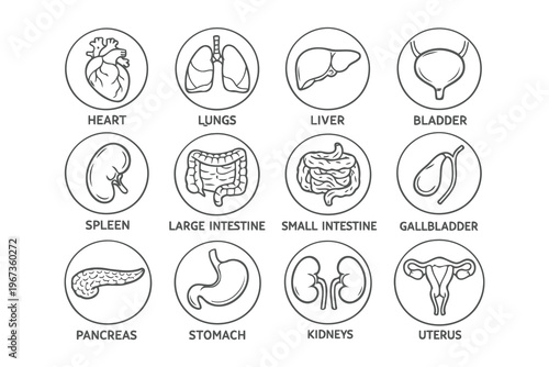 Illustrations of key human organs and their basic anatomy Vector