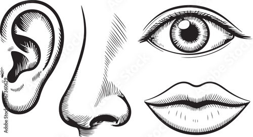 Illustrated human facial features including ear, nose, eye, and lips