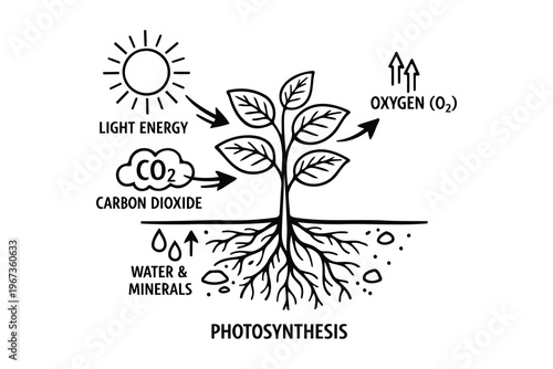 The process of photosynthesis in plants using light energy, carbon dioxide, and water Vector
