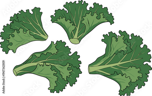 Four green kale leaves on white background, Healthy eating and nutrition concept