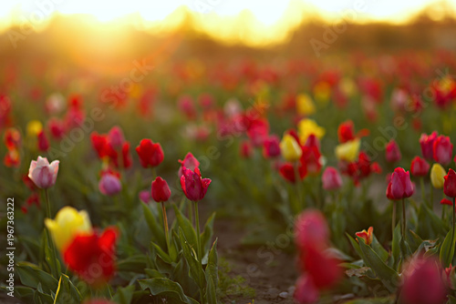 Bright tulips bloom in a field bathed in soft sunlight against a sky. Field of red and yellow spring flowers in springtime
