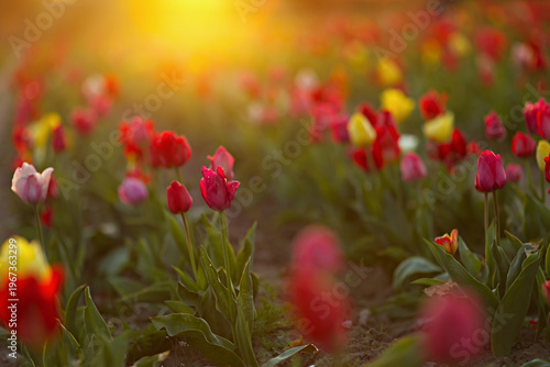 Brightly colored tulips bloom in a field bathed in soft evening sunlight. Field with a path. Atmospheric red and yellow spring flowers