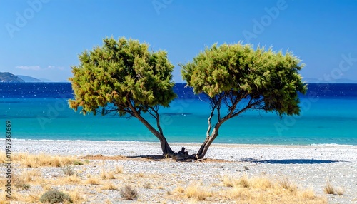 Two trees on a beach with turquoise water and clear blue sky