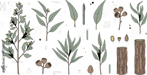 Eucalyptus plant elements collection with leaves branches seeds bark botanical illustration natural herbs and organic design set