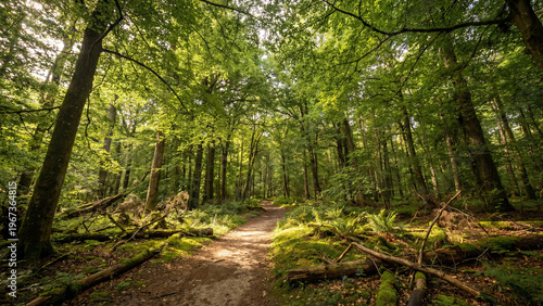 Lush green forest pathway with sunlight filtering through trees  