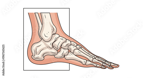 Anatomical illustration of the human foot and ankle bones showing the skeletal structure for medical and educational purposes.