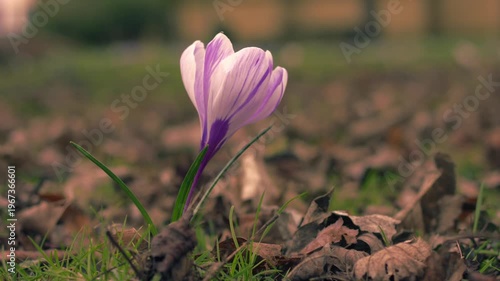 Solitary purple crocus flower in gentle breeze 