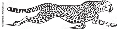 Black and white of a running cheetah animal wildlife