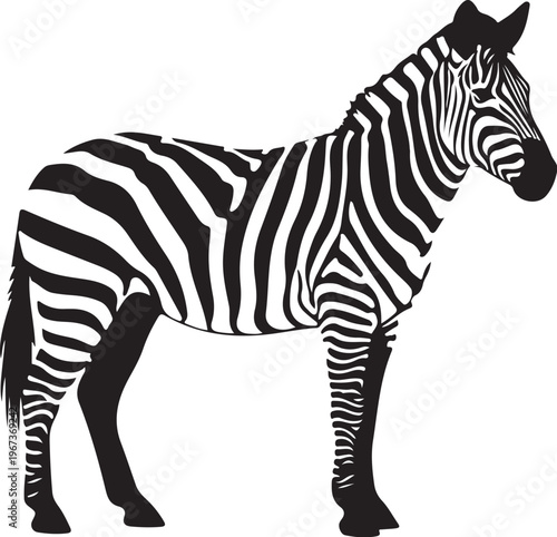 Black and white zebra standing on white background