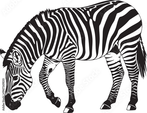 Black and white zebra standing with head down stripes