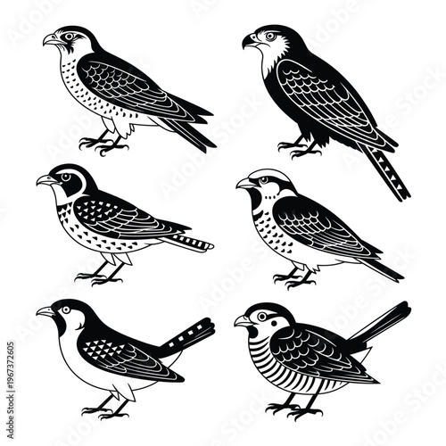 Black and white illustrations of various falcon birds a striking silhouette