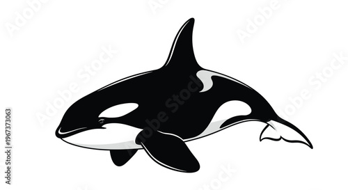 Killer whale orca swimming in the deep ocean showing its distinctive black and white patterns against a clear white background for sea life.