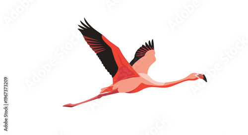 Graceful flamingo bird in mid-flight with long neck and legs stretched out showing colorful pink and black feathers against white background.