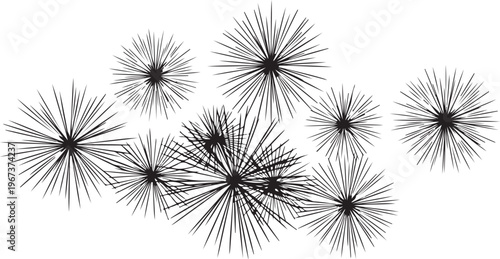 Black dandelion clock seeds on white background