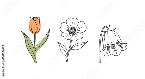 Trio of minimalist floral line drawings featuring a tulip, a simple five-petaled flower, and a bellflower with soft touches of color.