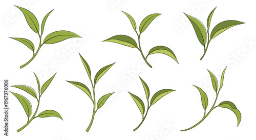Selection of fresh green tea leaves and sprigs in various arrangements on a white background for beverage branding.