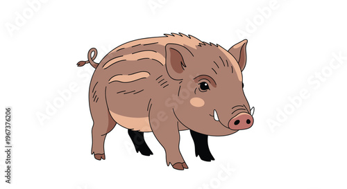 Sturdy wild boar with small tusks and a striped back walking across a plain white background in profile view.