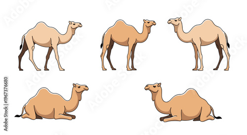 Collection of camel illustrations featuring different animals in standing and resting poses for desert wildlife or educational themes.