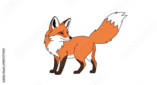 Vivid illustration of a red fox standing and looking back over its shoulder with a large bushy tail on a clean and white background.