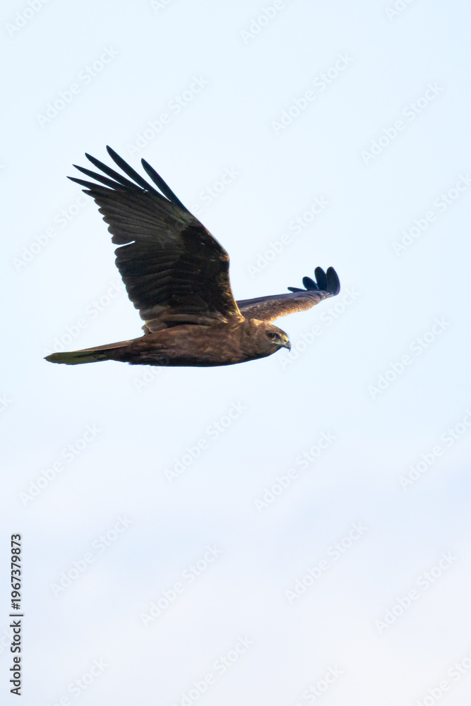 Obraz premium Close-up of a female Western Marsh Harrier in flight (Circus aeruginosus)