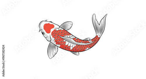 Elegant red and white koi fish swimming in a curved pose viewed from above as a detailed illustration for art or design projects.