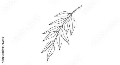 Slender leaf branch with elegant elongated leaves shown as a clean black and white line art illustration for botanical art.