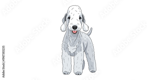 Illustration of a standing white Bedlington Terrier dog looking forward with a cheerful and alert expression on a white background.