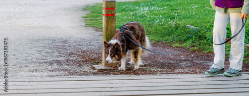 Portrait of a border collie dog walking on a leash with its owner in a park.