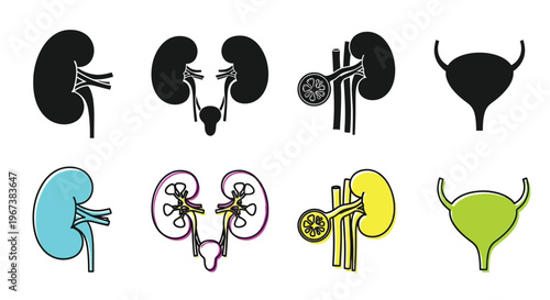 Illustrative depiction of human and animal urinary systems in varying colors