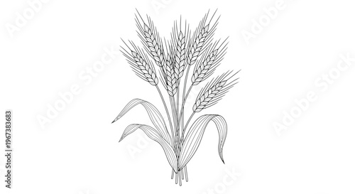 Detailed black and white illustration of several wheat stalks with leaves