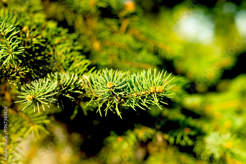 Obraz na plátně pine branches closeup at sunlight