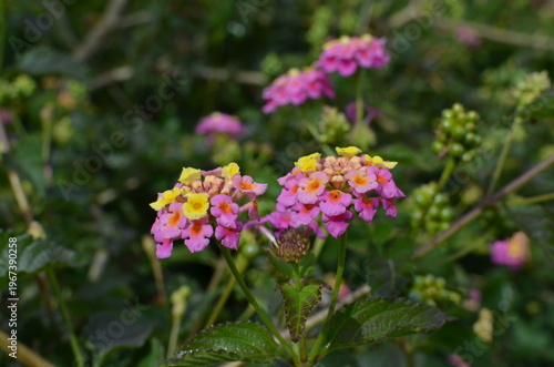 Kwiaty lantany pospolitej (Lantana camara) w ogrodzie, kolorowe kwiatostany